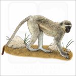 Vervet Monkey illustration