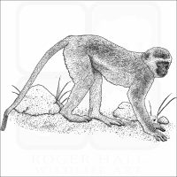 Vervet Monkey