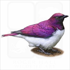 Violet-Backed Starling illustration