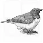 Violet-Backed Starling