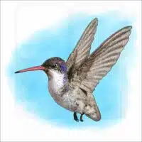 Violet-Crowned Hummingbird illustration