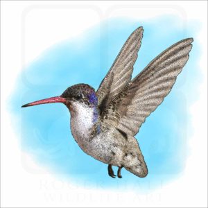 Violet-Crowned Hummingbird illustration