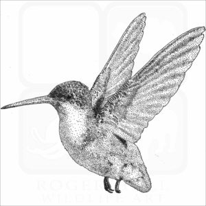 Violet-Crowned Hummingbird