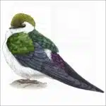 Violet-Green Swallow illustration