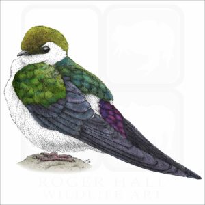 Violet-Green Swallow illustration