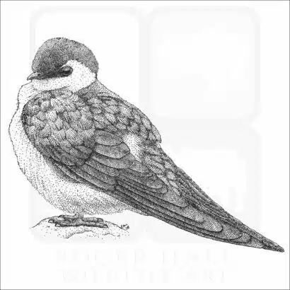 Violet-Green Swallow