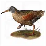 Virginia Rail illustration