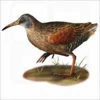 Virginia Rail illustration