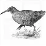 Virginia Rail