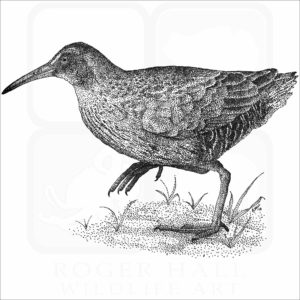 Virginia Rail