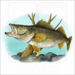 Walleye illustration