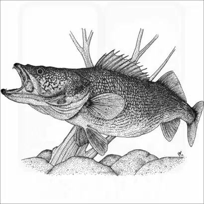 Walleye