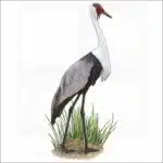 Wattled Crane illustration