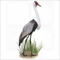 Wattled Crane illustration