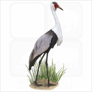 Wattled Crane illustration
