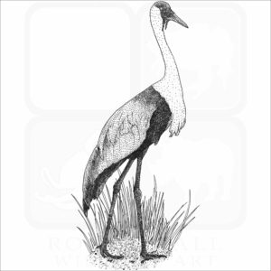 Wattled Crane