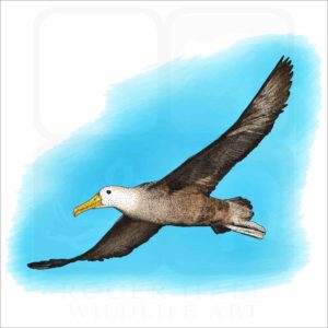 Waved Albatross illustration