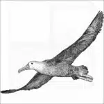 Waved Albatross