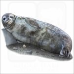 Weddell Seal illustration