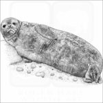 Weddell Seal