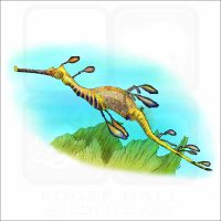 Weedy Sea Dragon illustration