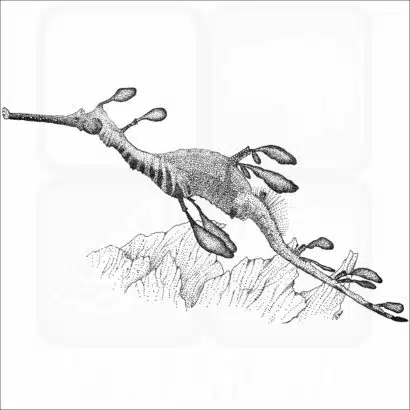 Weedy Sea Dragon