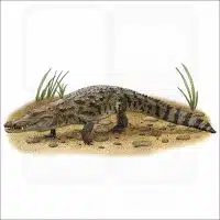 West African Crocodile illustration
