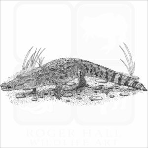West African Crocodile