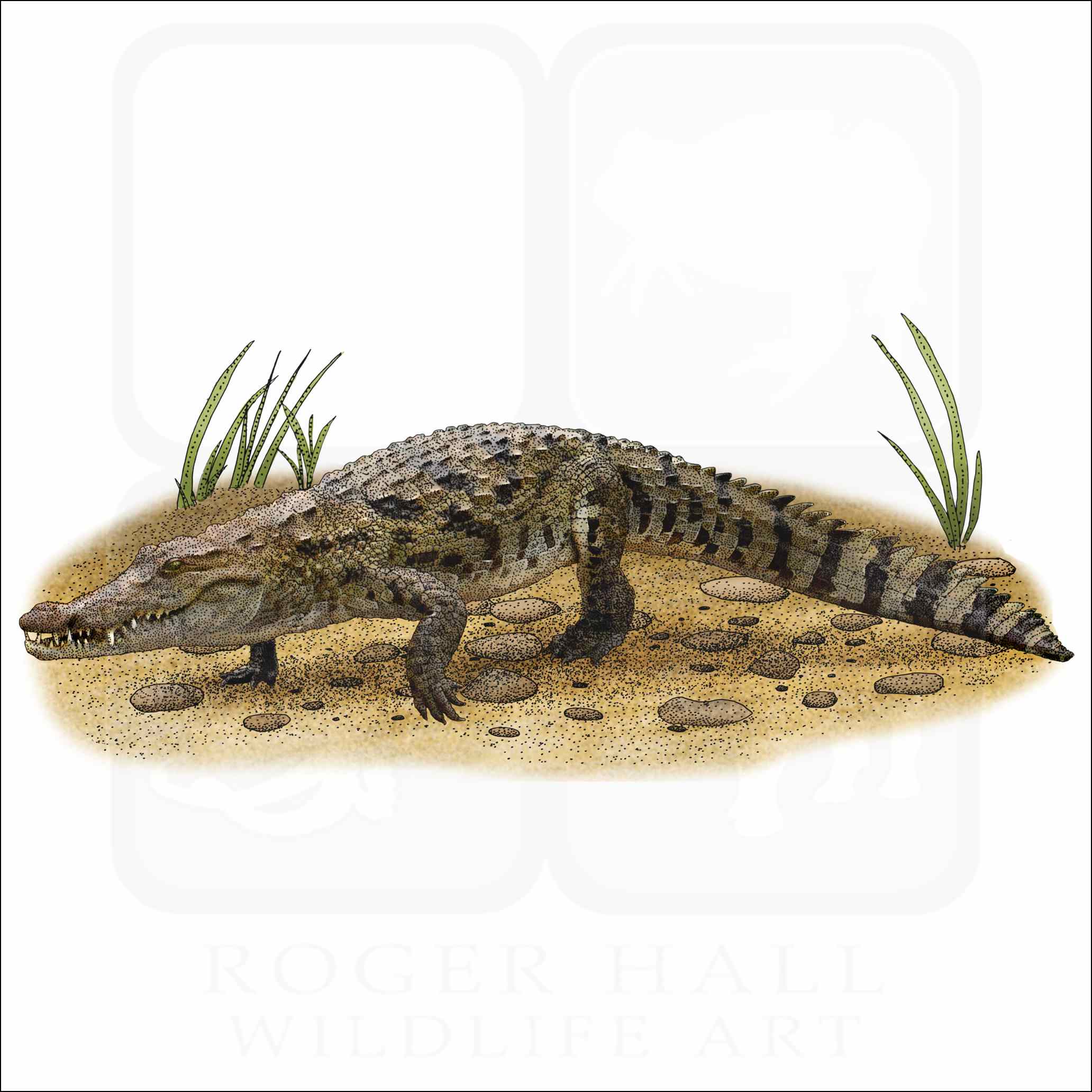 West African Crocodile West African Crocodile illustration
