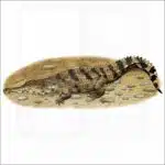 West African Slender-Snouted Crocodile illustration