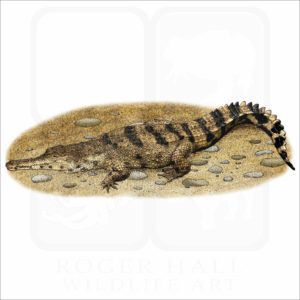 West African Slender-Snouted Crocodile illustration