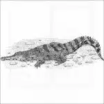African Slender-Snouted Crocodile