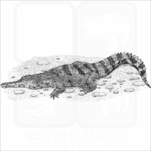 African Slender-Snouted Crocodile