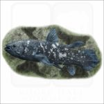West Indian Ocean Coelacanth illustration