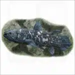 West Indian Ocean Coelacanth illustration