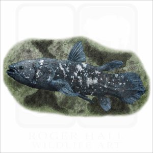 West Indian Ocean Coelacanth illustration
