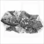 West Indian Ocean Coelacanth