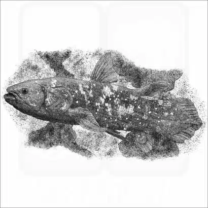 West Indian Ocean Coelacanth