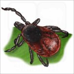 Western-Blacklegged Tick illustration