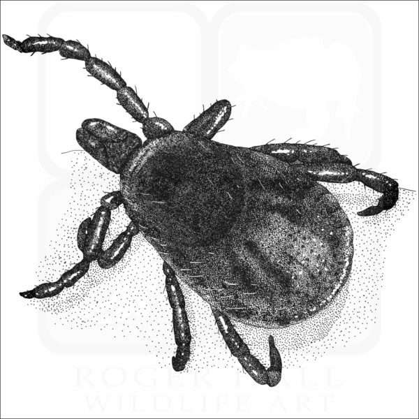 Western-Blacklegged Tick