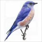 Western Bluebird illustration