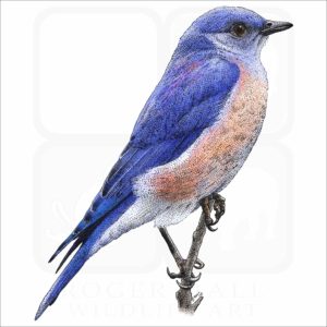 Western Bluebird illustration