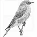 Western Bluebird