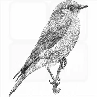 Western Bluebird