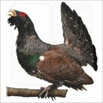 Western Capercaillie illustration