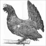 Western Capercaillie