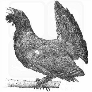 Western Capercaillie