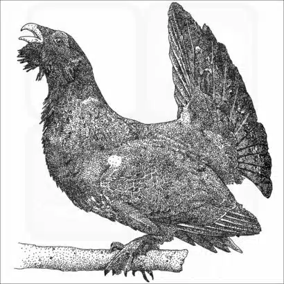 Western Capercaillie