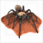 Western Desert Tarantula illustration