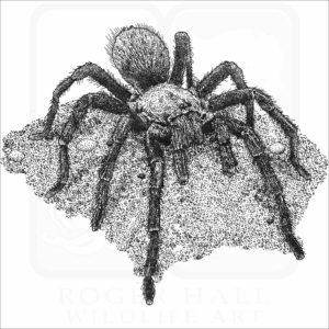 Western Desert Tarantula